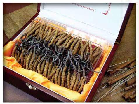 旅顺口冬虫夏草回收